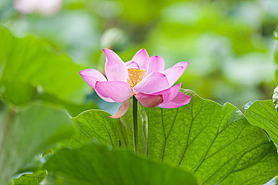 四叔一次又一次索要,企业创始人资源争夺,内幕揭秘!-1