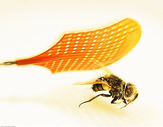 明里つ被邻居侵犯 在线观看：《邻居诱惑》引热议，明里角色成焦点-1