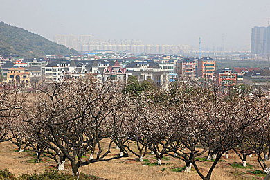 丁香五月婷婷六月：五月丁香六月美，诗意盎然赏花行-1