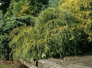 爱情岛vip：浪漫岛屿新游，尊享VIP特权大揭秘-3