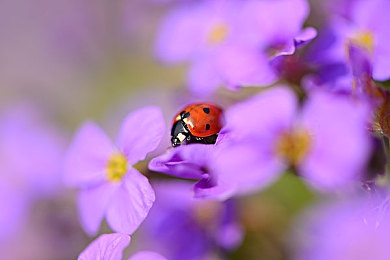 丁香六月：紫色花海梦幻开，夏季赏花好去处-4